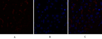 Caspase-9 Polyclonal Antibody