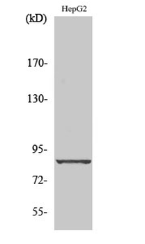 Cadherin-19 Polyclonal Antibody