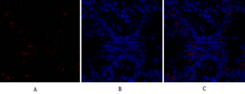 Bad Polyclonal Antibody