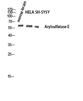 Arylsulfatase E Polyclonal Antibody