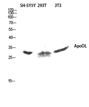 ApoOL Polyclonal Antibody