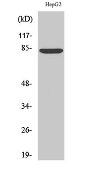 ABCB7 Polyclonal Antibody