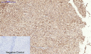 TGFβ RI (phospho Ser165) Polyclonal Antibody