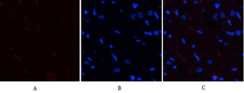 YAP (phospho Ser127) Polyclonal Antibody