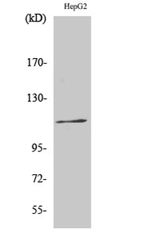 Ksr-1 (phospho Ser392) Polyclonal Antibody