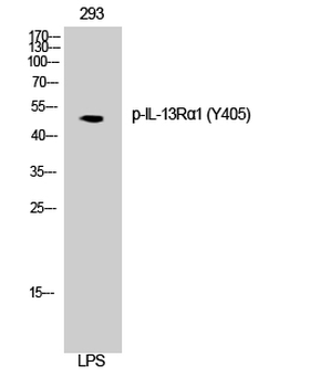 IL-13Rα1 (phospho Tyr405) Polyclonal Antibody