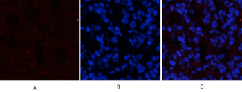 Stat3 (phospho Tyr705) Polyclonal Antibody