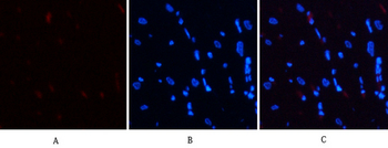 Stat3 (phospho Ser727) Polyclonal Antibody