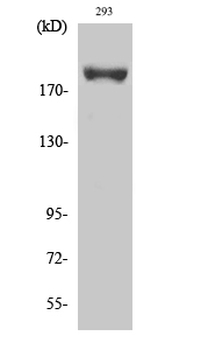 IRS-1 (phospho Ser639) Polyclonal Antibody