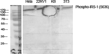 IRS-1 (phospho Ser636) Polyclonal Antibody