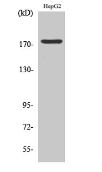 EGFR (phospho Tyr1092) Polyclonal Antibody