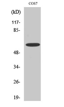 Chk2 (phospho Ser516) Polyclonal Antibody