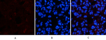 Active Caspase-3 Monoclonal Antibody(5E1)