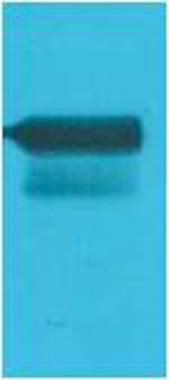 GAL4 Activation Domain Polyclonal Antibody