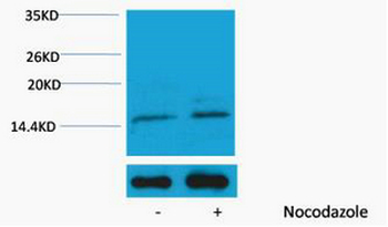 Histone H3 (Phospho Ser10) Polyclonal Antibody