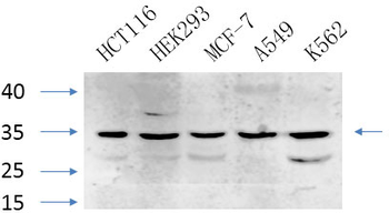 Caspase-7 Polyclonal Antibody