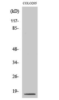 Cleaved-Caspase-3 p17 (D175) Polyclonal Antibody