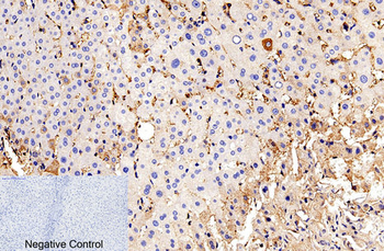 Cleaved-Caspase-9 p35 (D315) Polyclonal Antibody