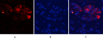 Cleaved-Caspase-9 (D353) Polyclonal Antibody