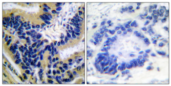 Cleaved-Caspase-3 p17 (D175) Polyclonal Antibody