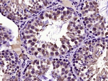 C4orf22 Polyclonal Antibody