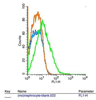 TRPM6 Polyclonal Antibody