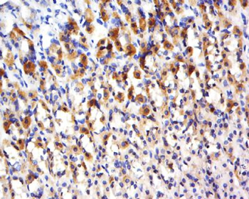 CCDC136 Polyclonal Antibody