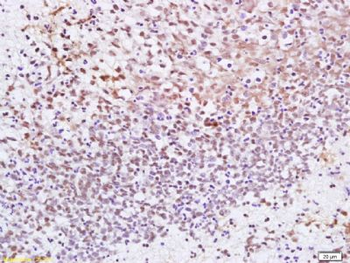 CENPF Polyclonal Antibody