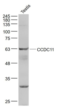CCDC11 Polyclonal Antibody