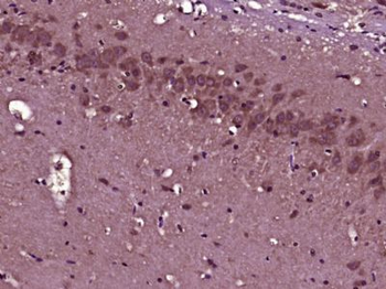 SCRG1 Polyclonal Antibody
