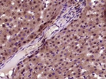 ZNF692 Polyclonal Antibody