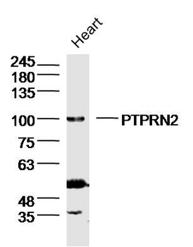 PTPRN2 Polyclonal Antibody