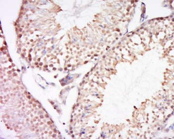 REV3L/Polymerase DNA zeta Polyclonal Antibody