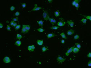 NUP214 Polyclonal Antibody