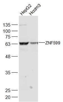 ZNF599 Polyclonal Antibody