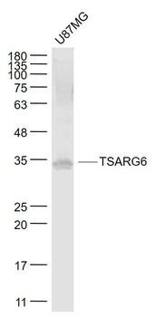 TSARG6 Polyclonal Antibody