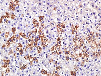 Granuphilin/SYTL4 Polyclonal Antibody