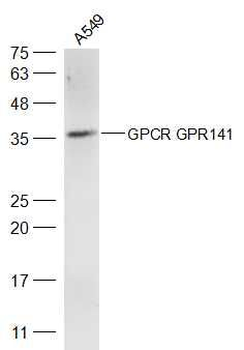 GPCR GPR141 Polyclonal Antibody