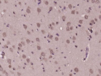 GLOD5 Polyclonal Antibody