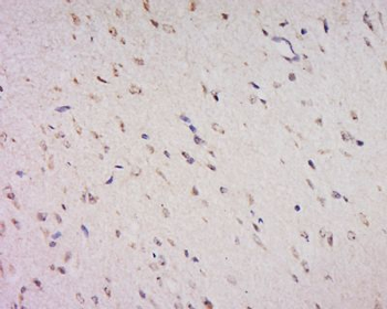 FOXS1 Polyclonal Antibody