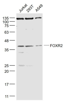 FOXR2 Polyclonal Antibody