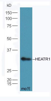 HEATR1 Polyclonal Antibody