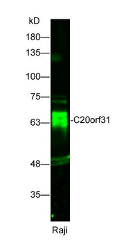 C20orf31 Polyclonal Antibody