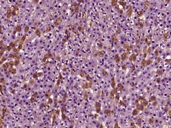 FAM119A Polyclonal Antibody