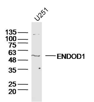 ENDOD1 Polyclonal Antibody