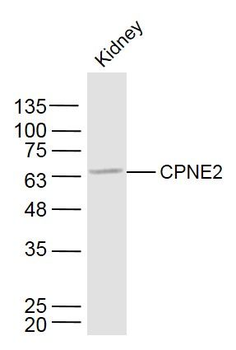 CPNE2 Polyclonal Antibody