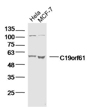 C19orf61 Polyclonal Antibody