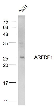 ARFRP1 Polyclonal Antibody