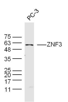 ZNF3 Polyclonal Antibody