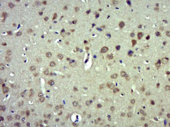 Striatin 3 Polyclonal Antibody